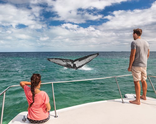Couple whale watching from a boat in the Caribbean