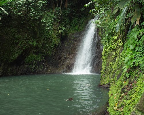 A small waterfall running through a forest into a pool of dark green water