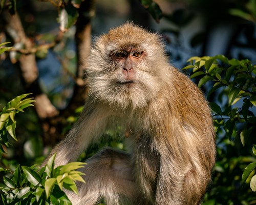 Monkey sitting in the trees