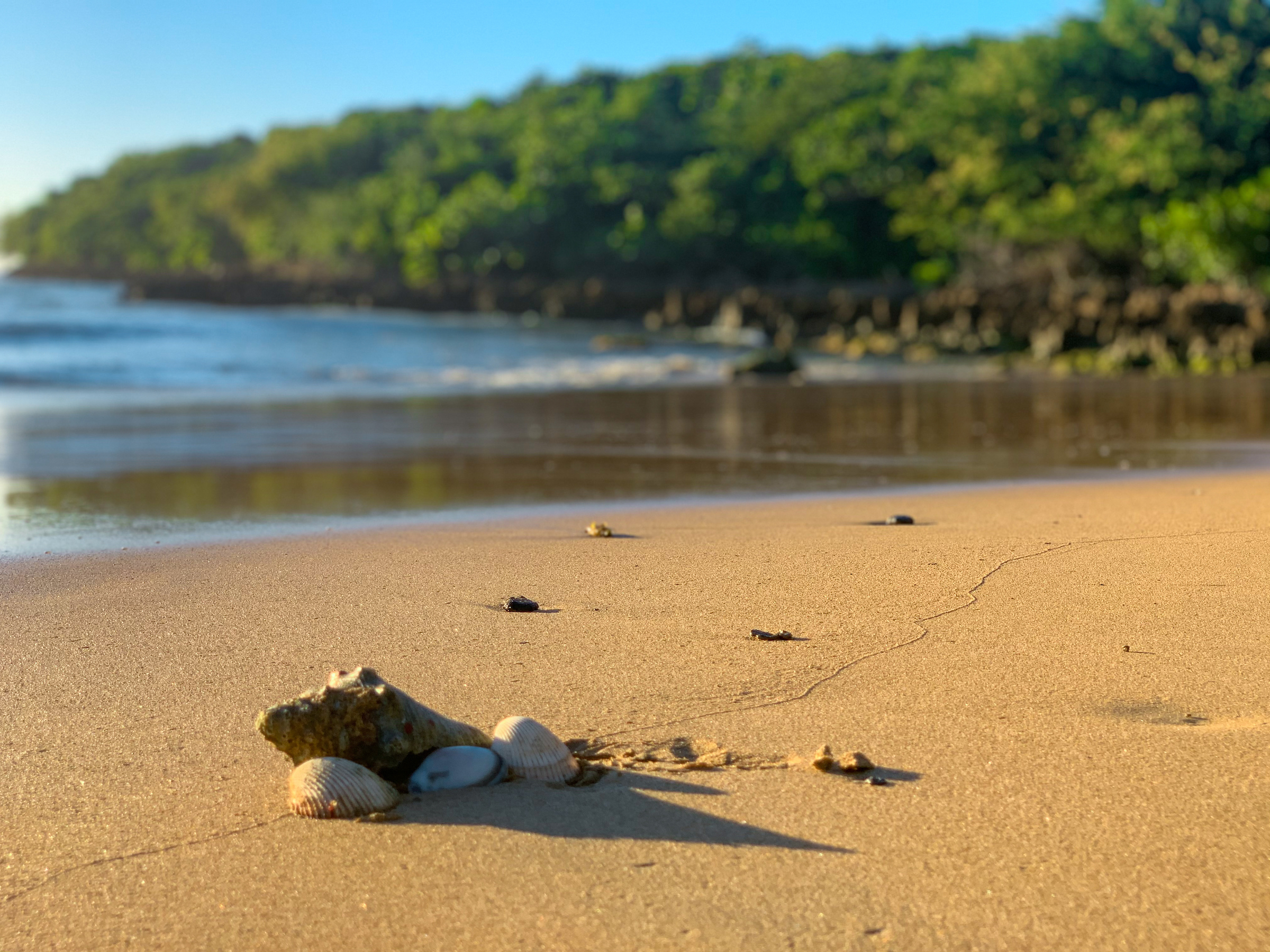Seashells stranded on shore with caramel sand merging into sea 