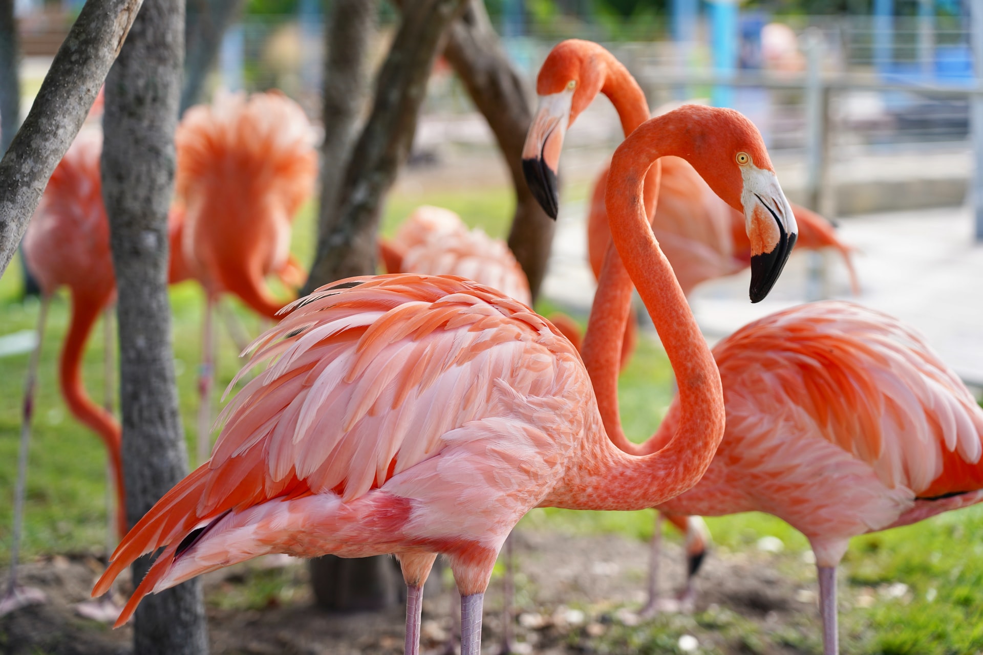 Two pink flamingos in a park