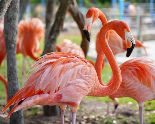 Two pink flamingos in a park