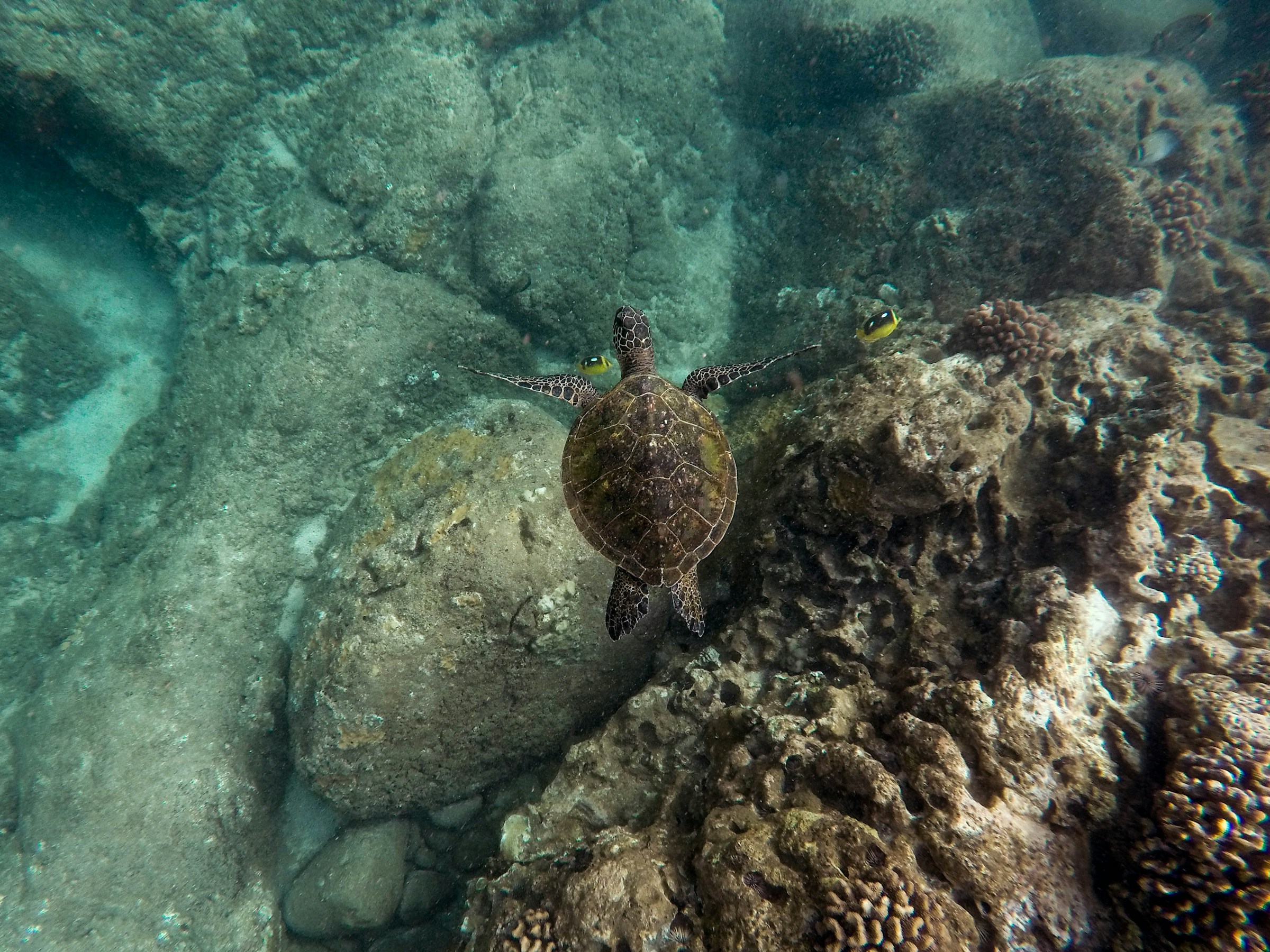 Aerial view of a turtle swimming in corals in the sea