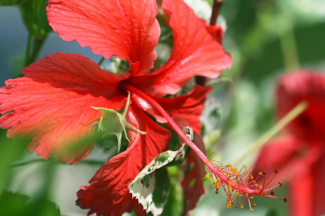 Red hibiscus flower in bloom