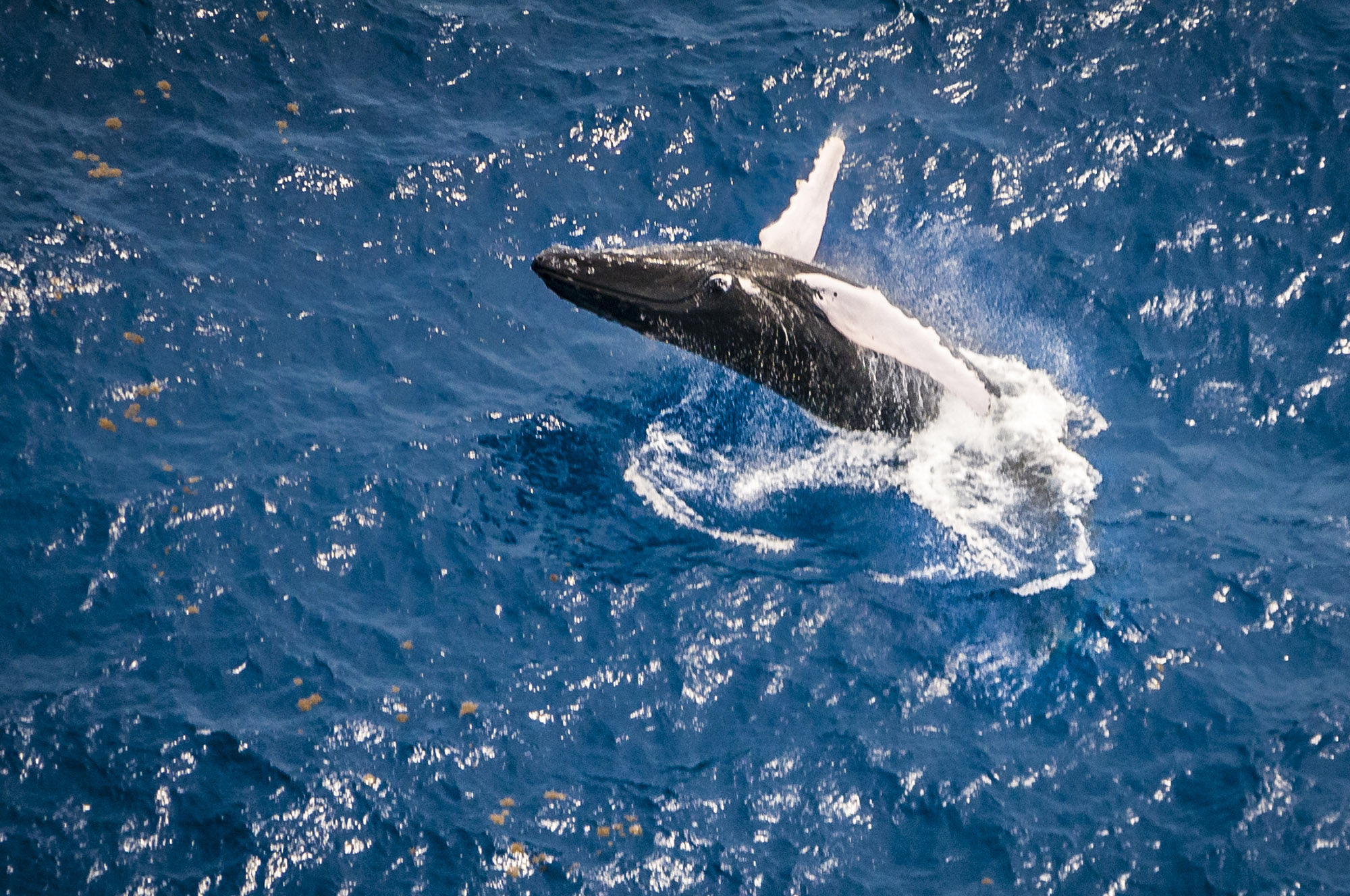 Humpback whale diving out of the sea