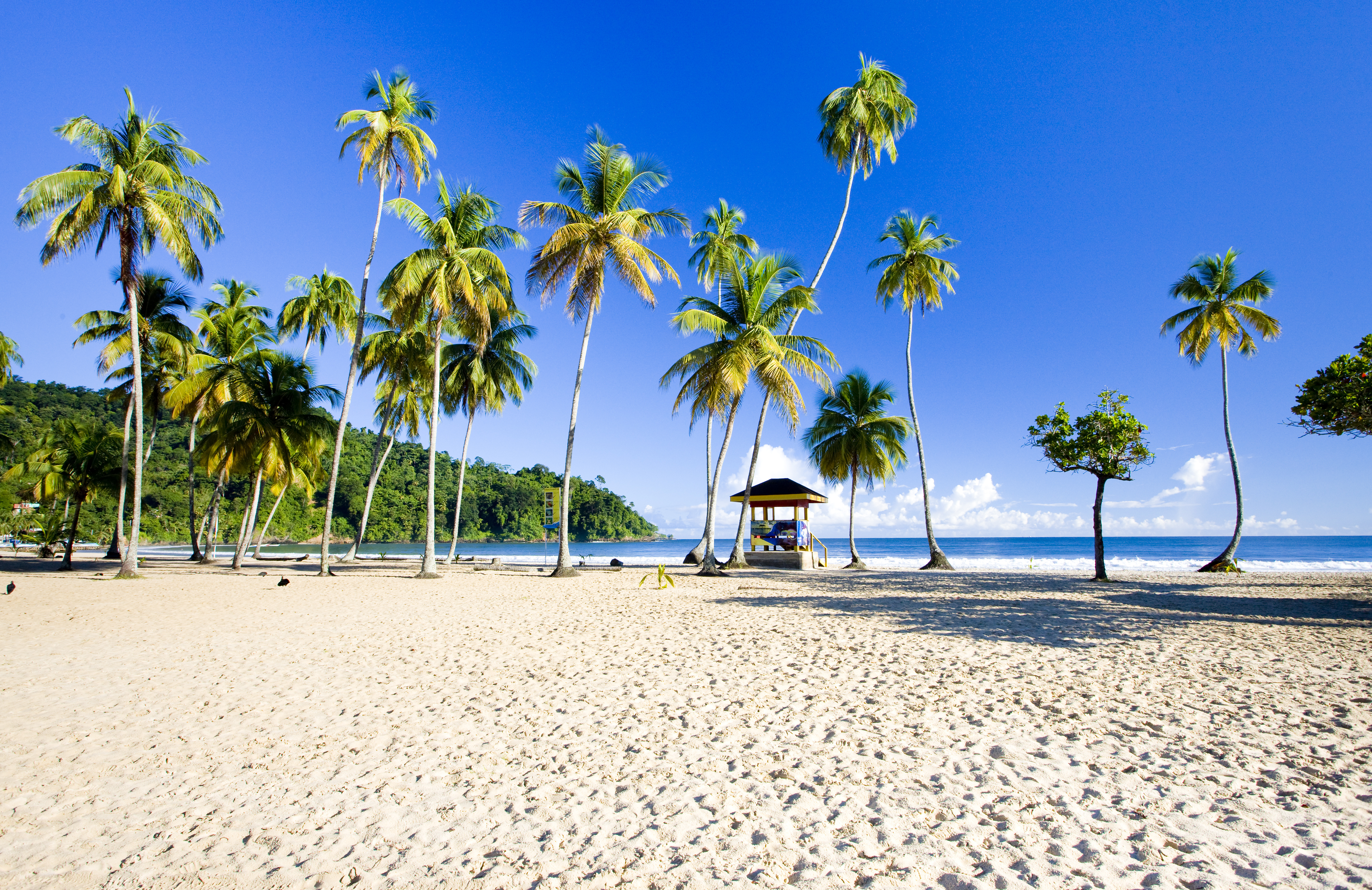  A line of tall palm trees on a tropical white beach