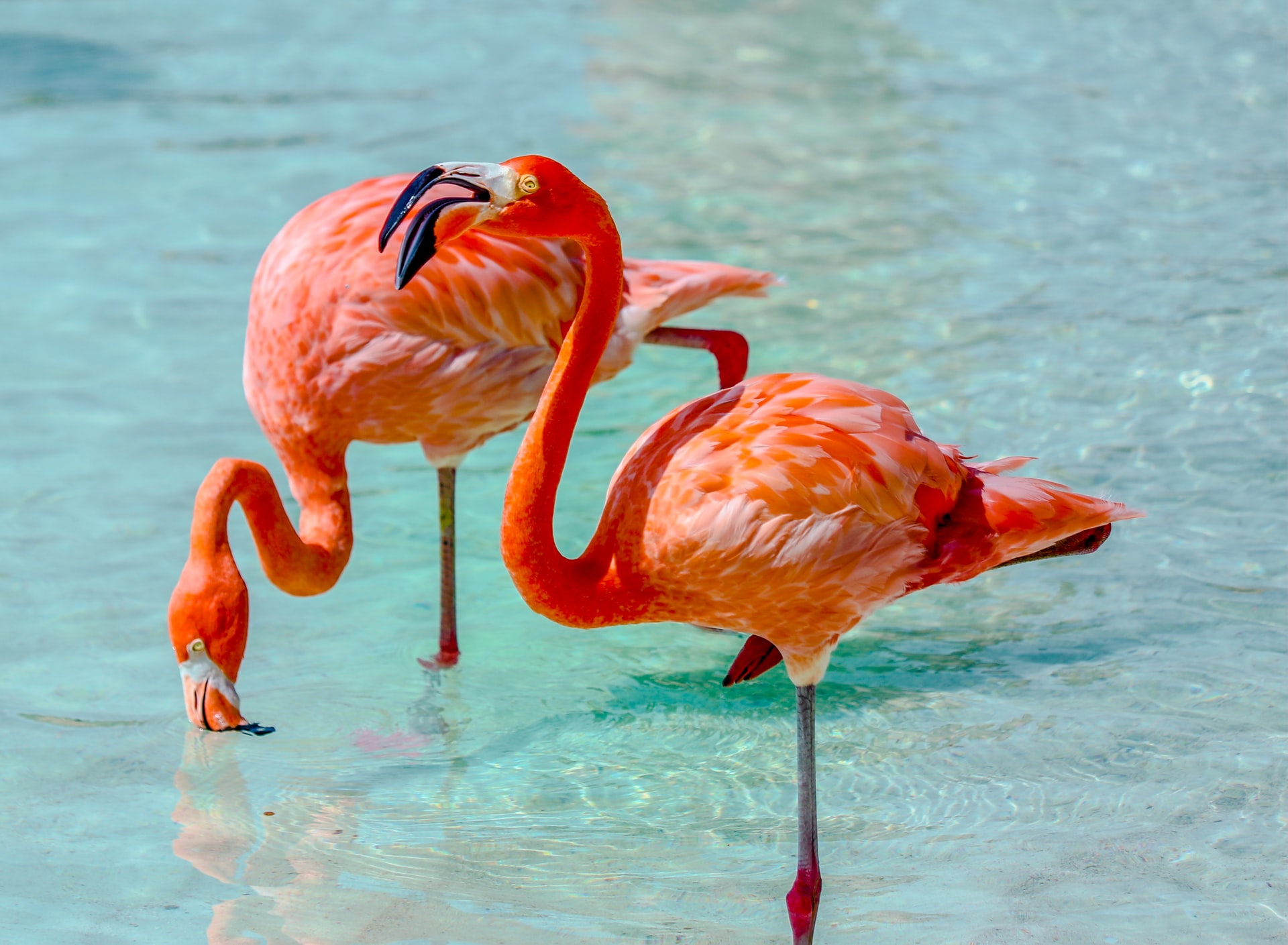 Two pink flamingos standing in clear blue sea on a sunny day