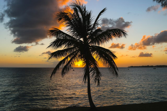  Large palm tree silhouette on beach at dusk with sun-setting in background