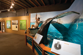 Man sitting on a whale display in a Museum