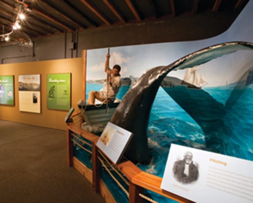 Man sitting on a whale display in a Museum