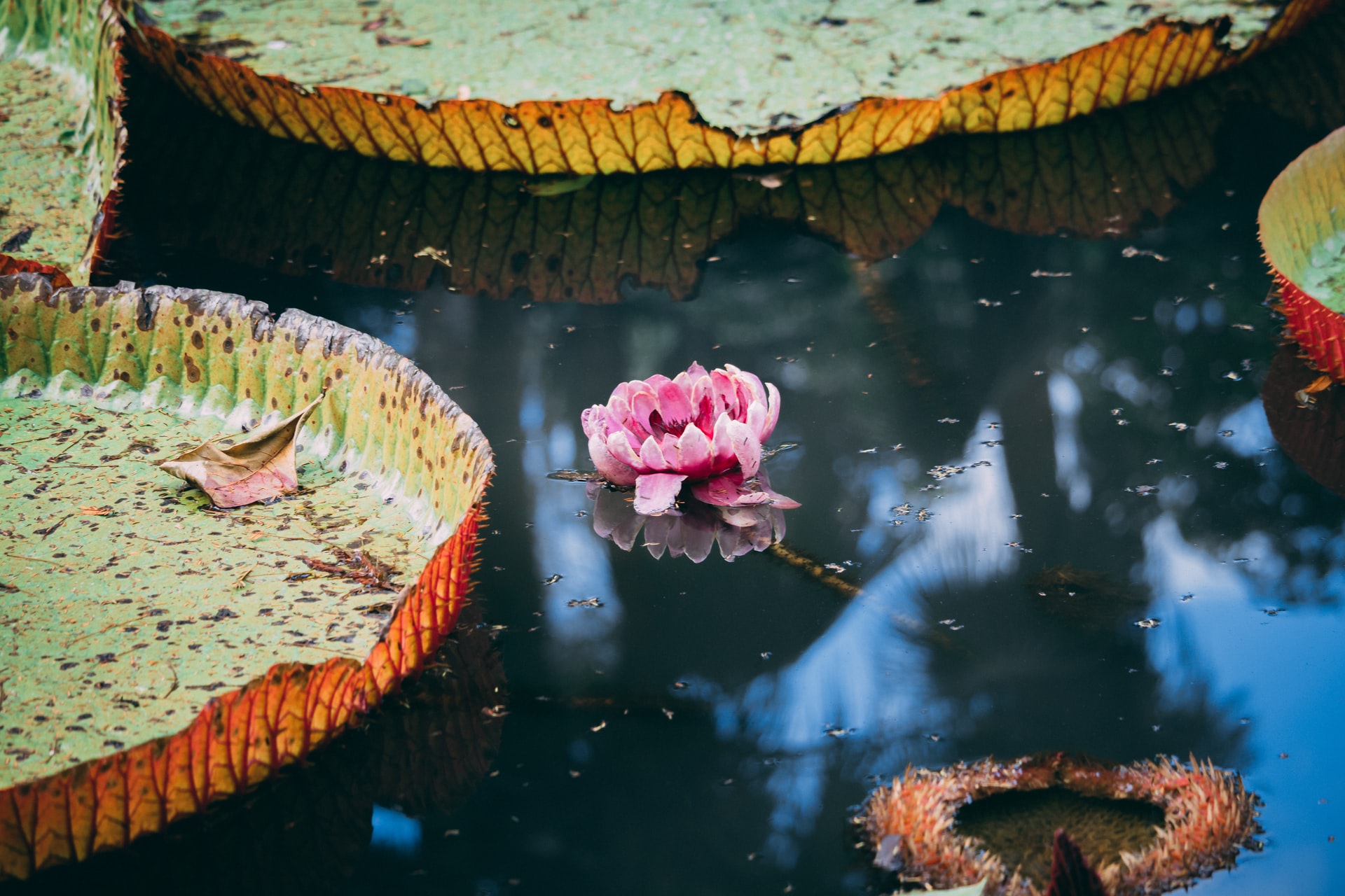 Close Up Of Pink Flower And Giant Nenuphar On Pond