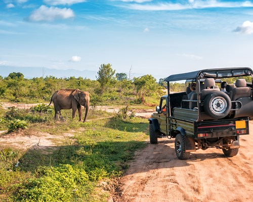 Safari jeep next to a small elephant in a grassy field