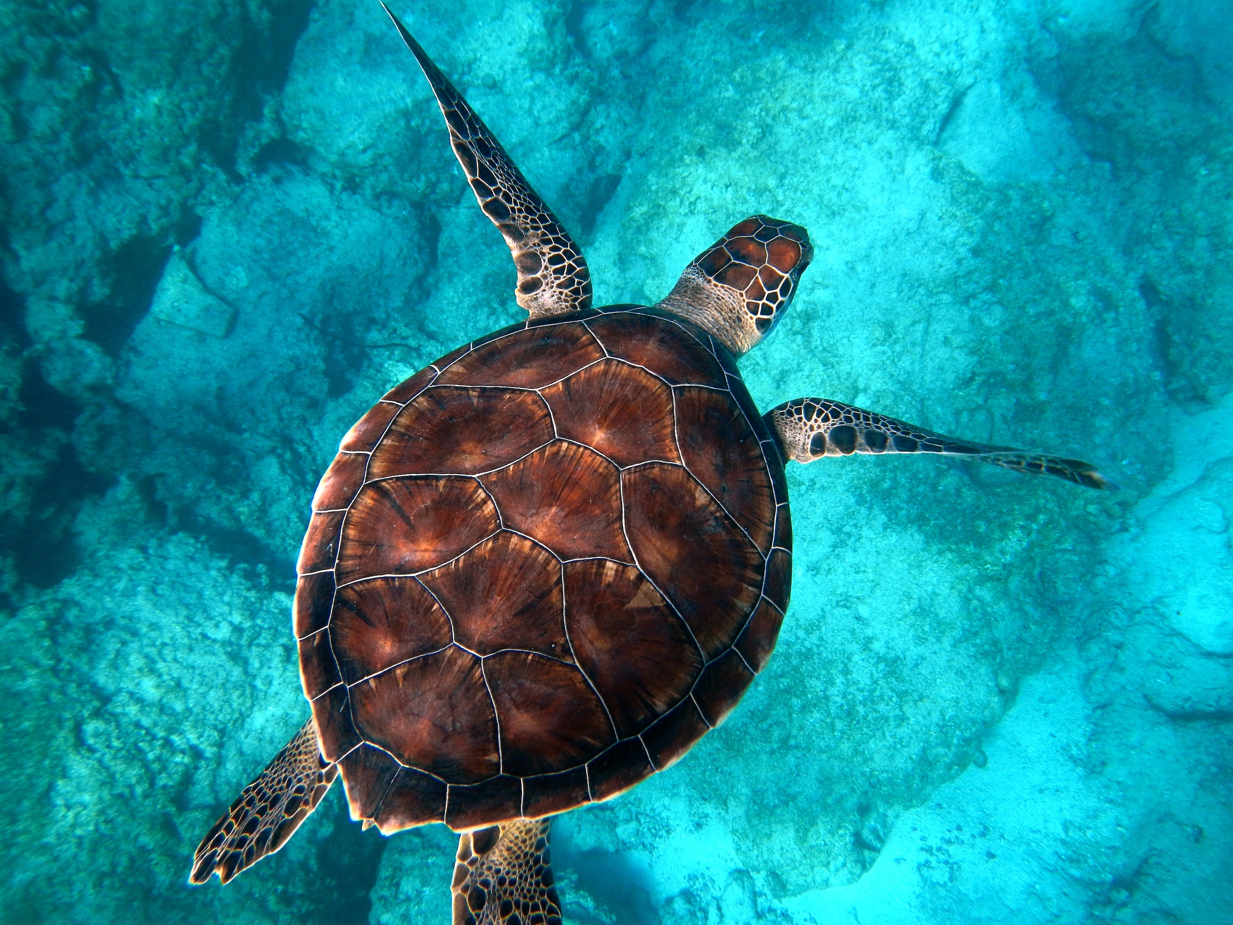 A sea turtle swimming in the azure ocean