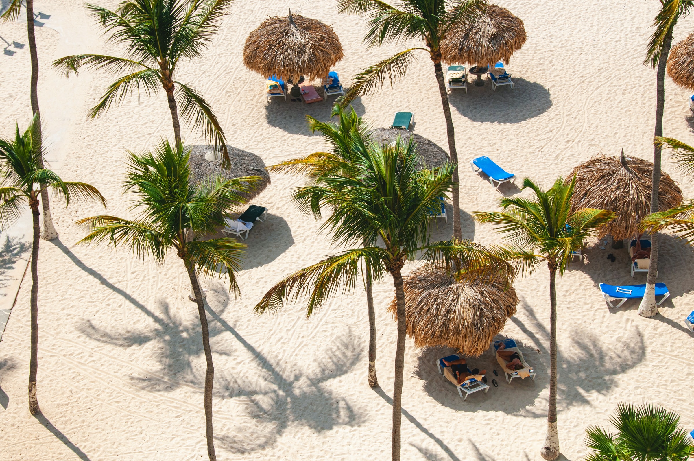 Palm trees and palm parasols on a white sand tropical beach