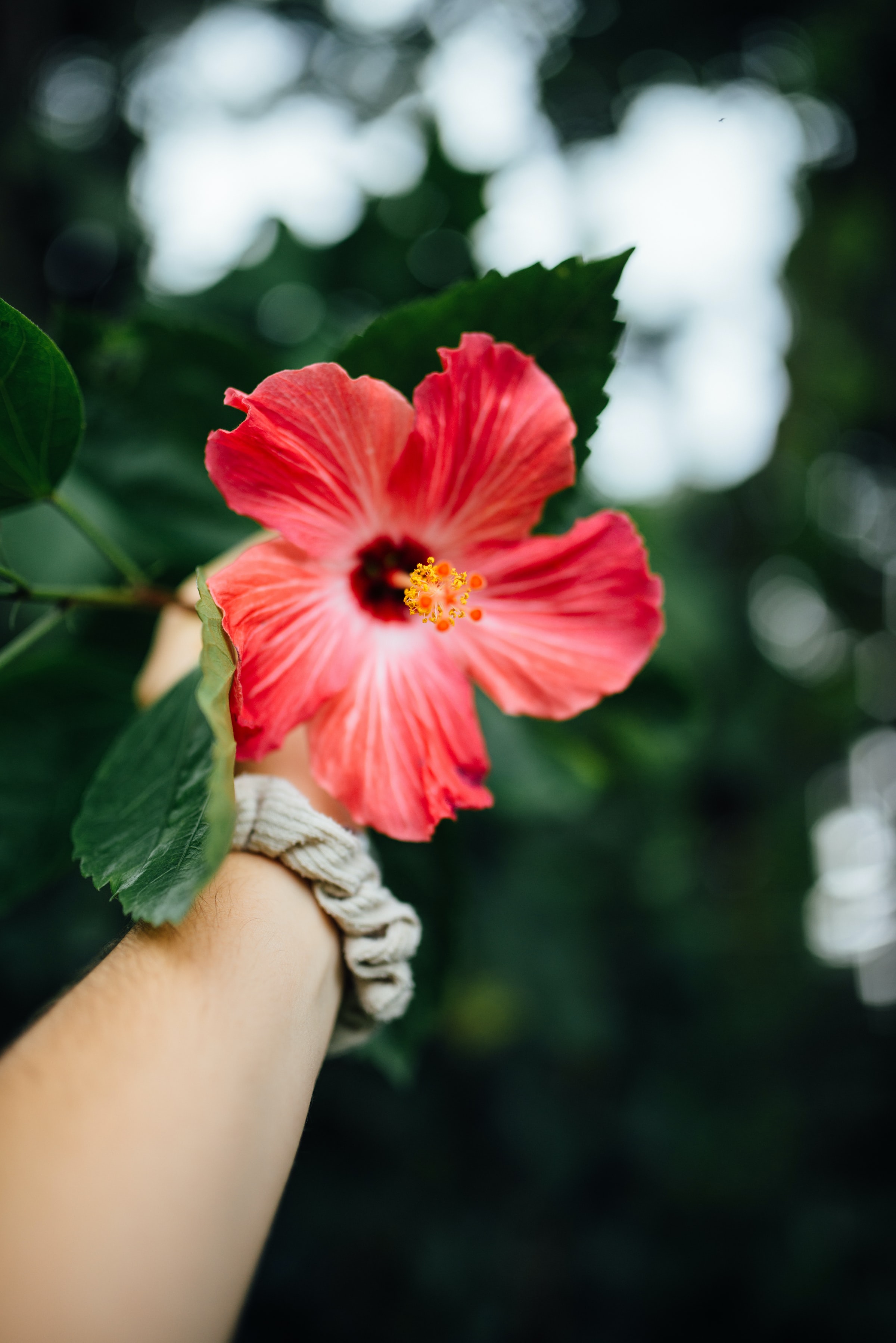 A woman holding a red Barleria flower 
