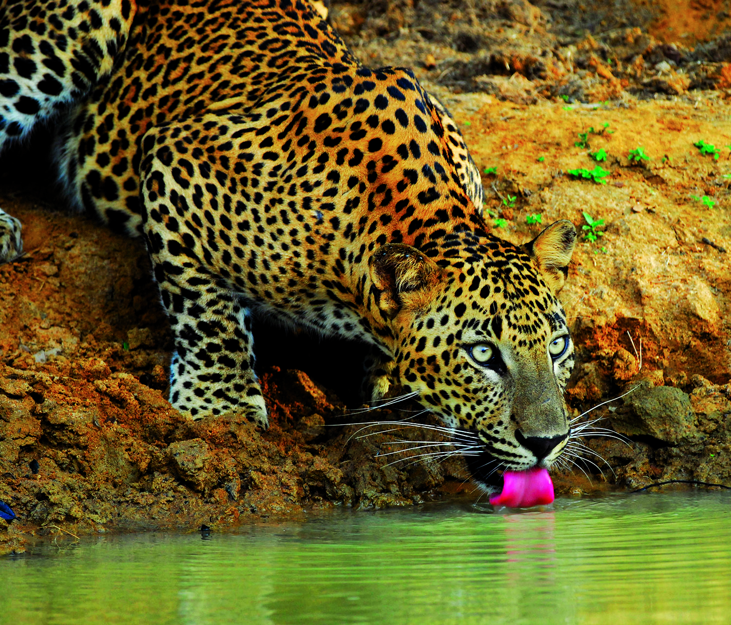 Leopard drinking out of a river in a national park 
