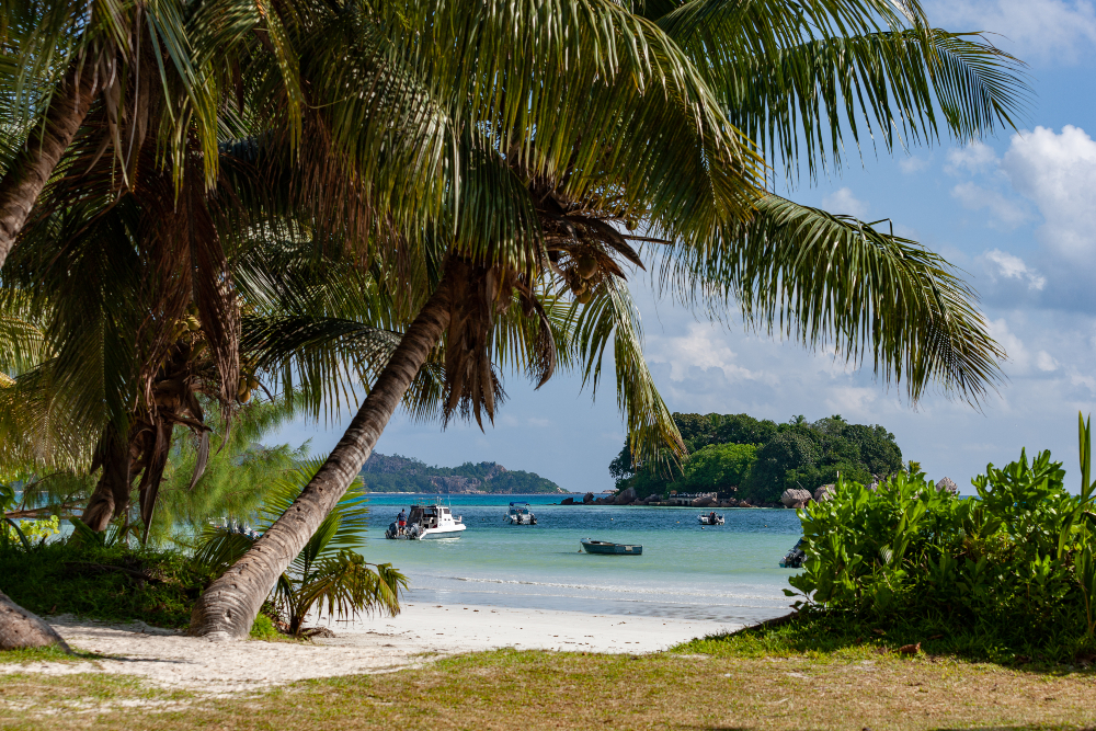 Large palm trees shading golden sand with blue  ocean scattered with boats in background - Anse St Jose 