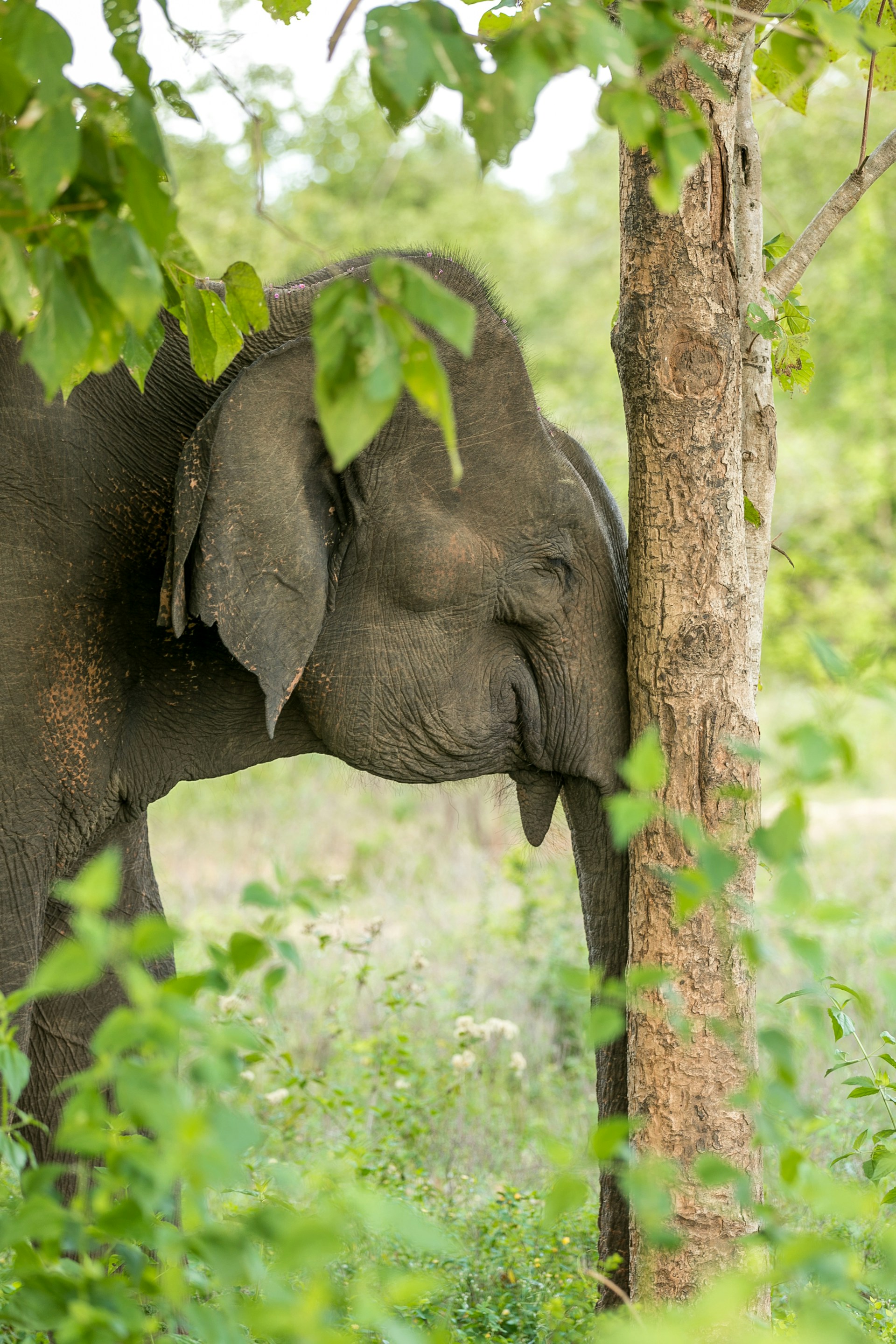 An elephant at Udawalale National Park