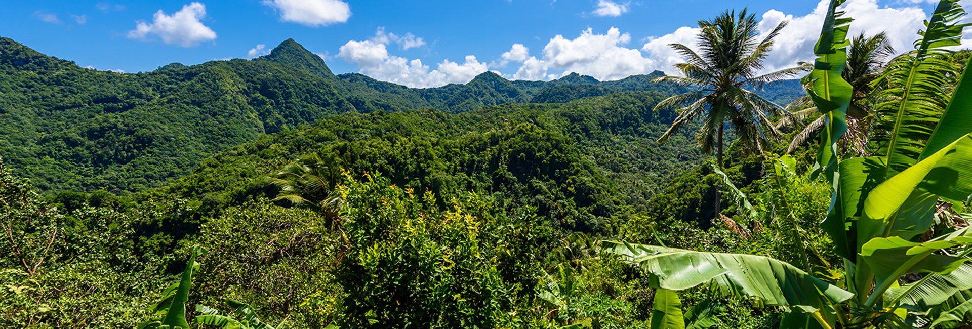 Tropical rainforest on the Caribbean island of St Lucia