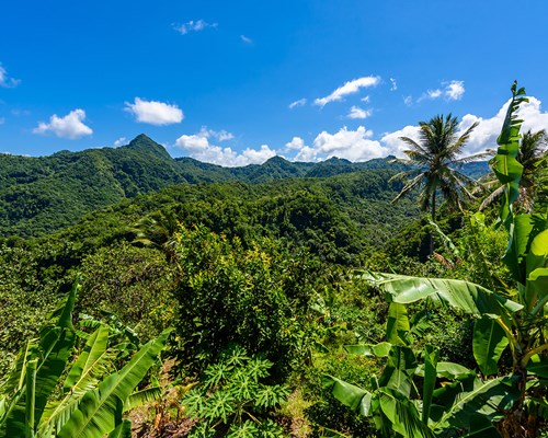 Tropical rainforest on the Caribbean island of St Lucia