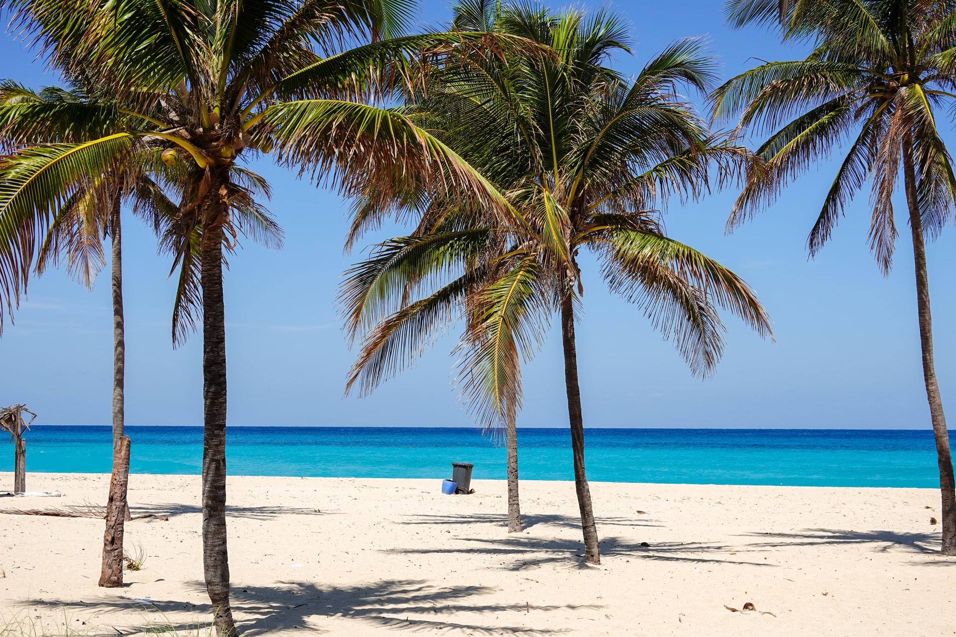 Thin palm trees lined up along a white sand beach with bright blue sea in the background 