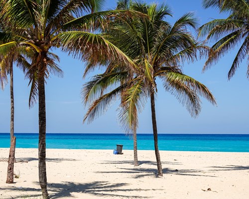 Thin palm trees lined up along a white sand beach with bright blue sea in the background