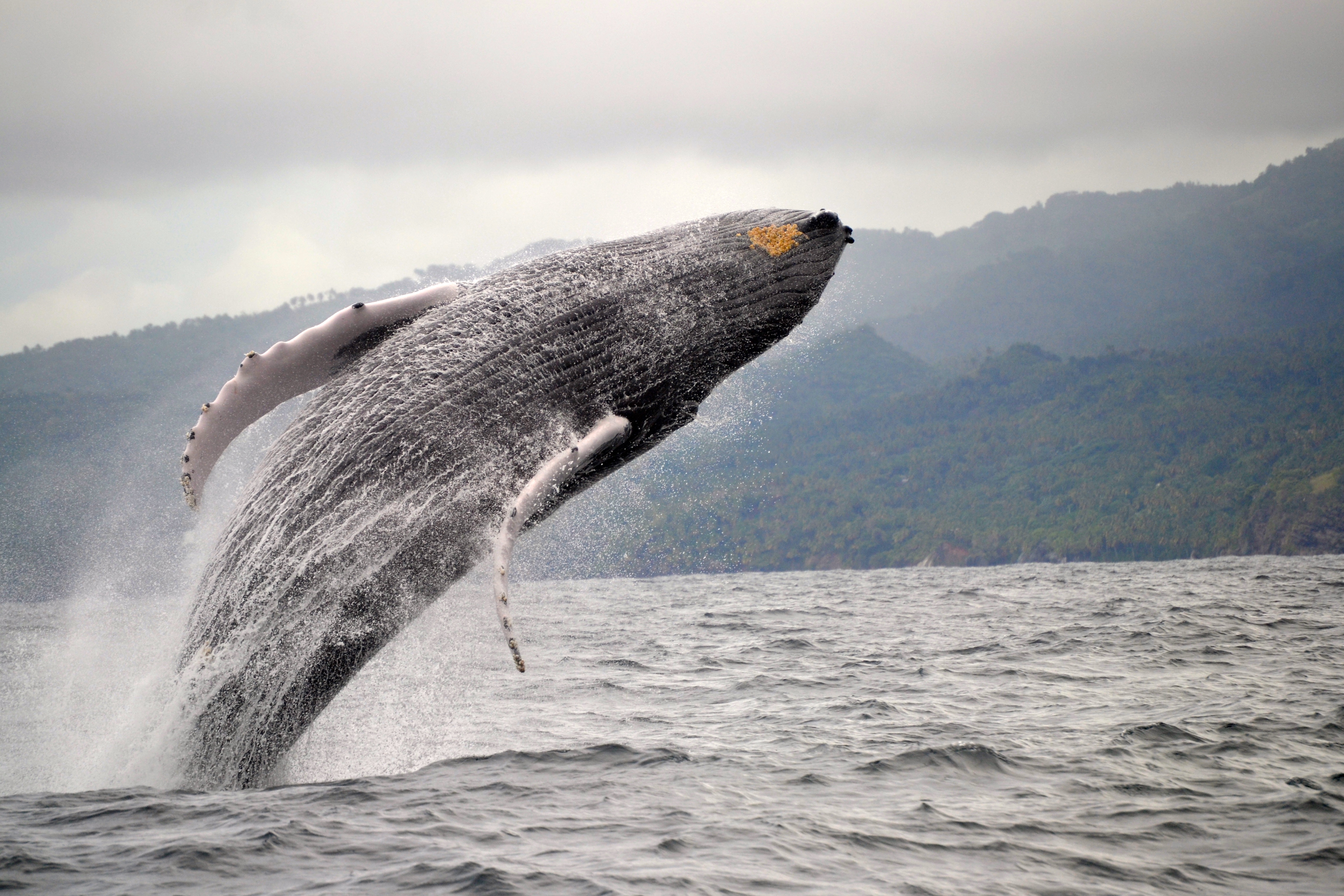 Humpback whale jumping out of the sea