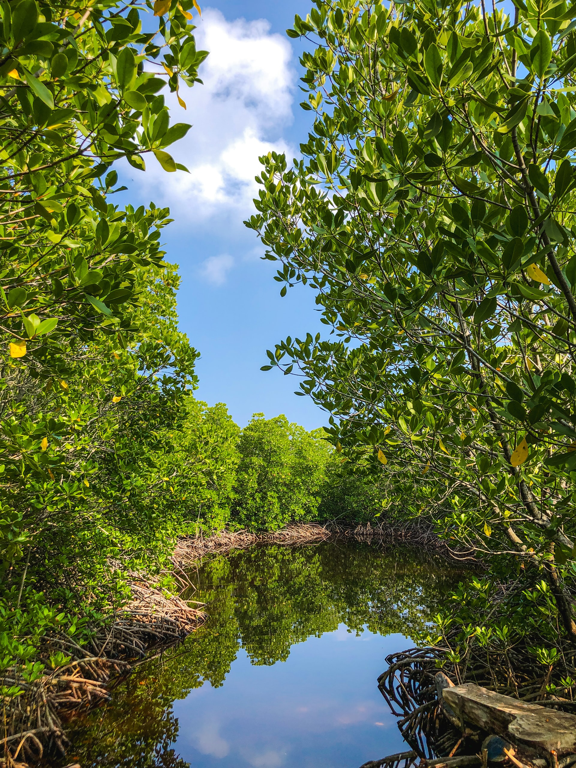 Mangroves lining a small river in a tropical destination