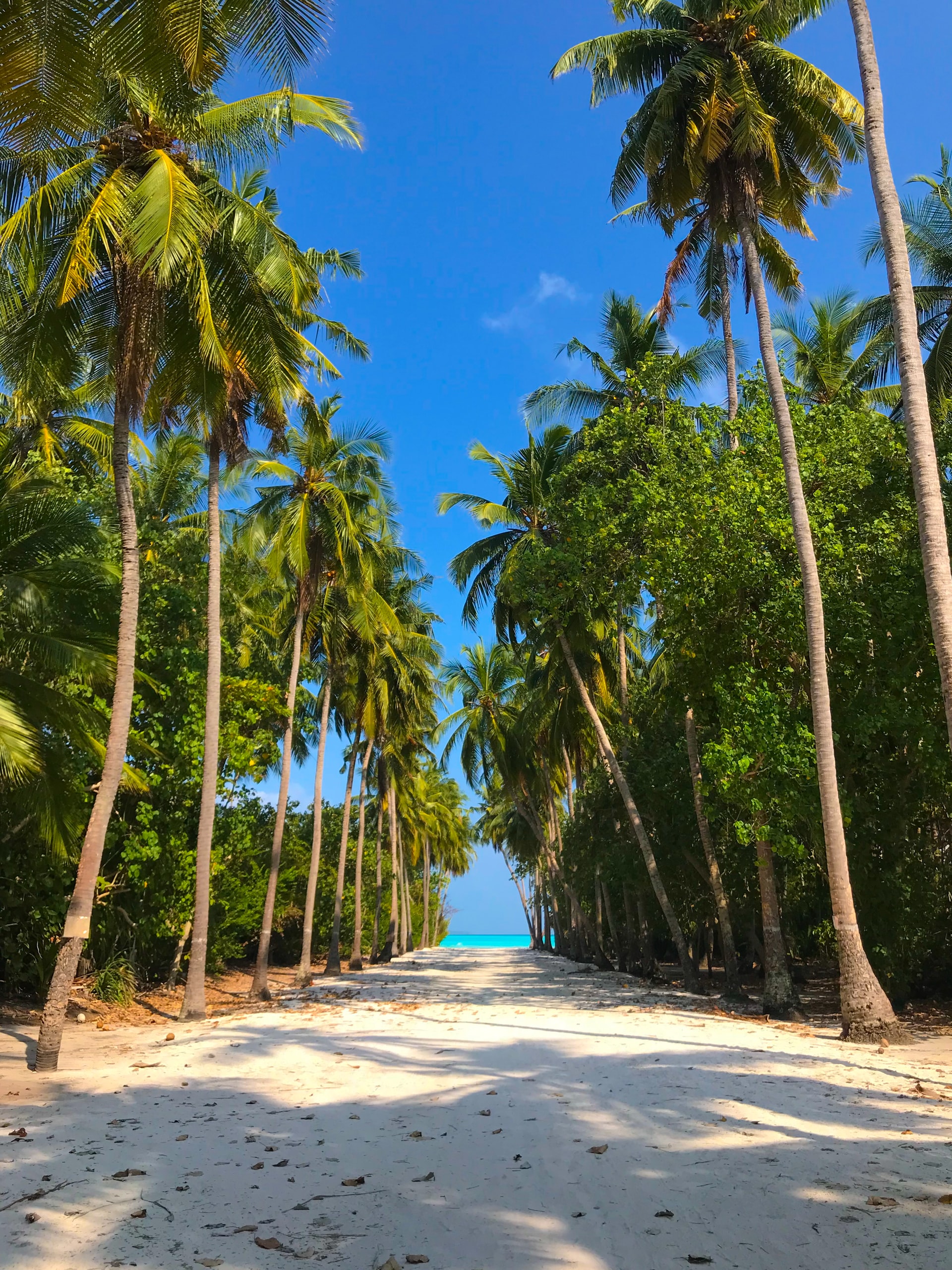 Sandy Walkway Lined With Palm Tree
