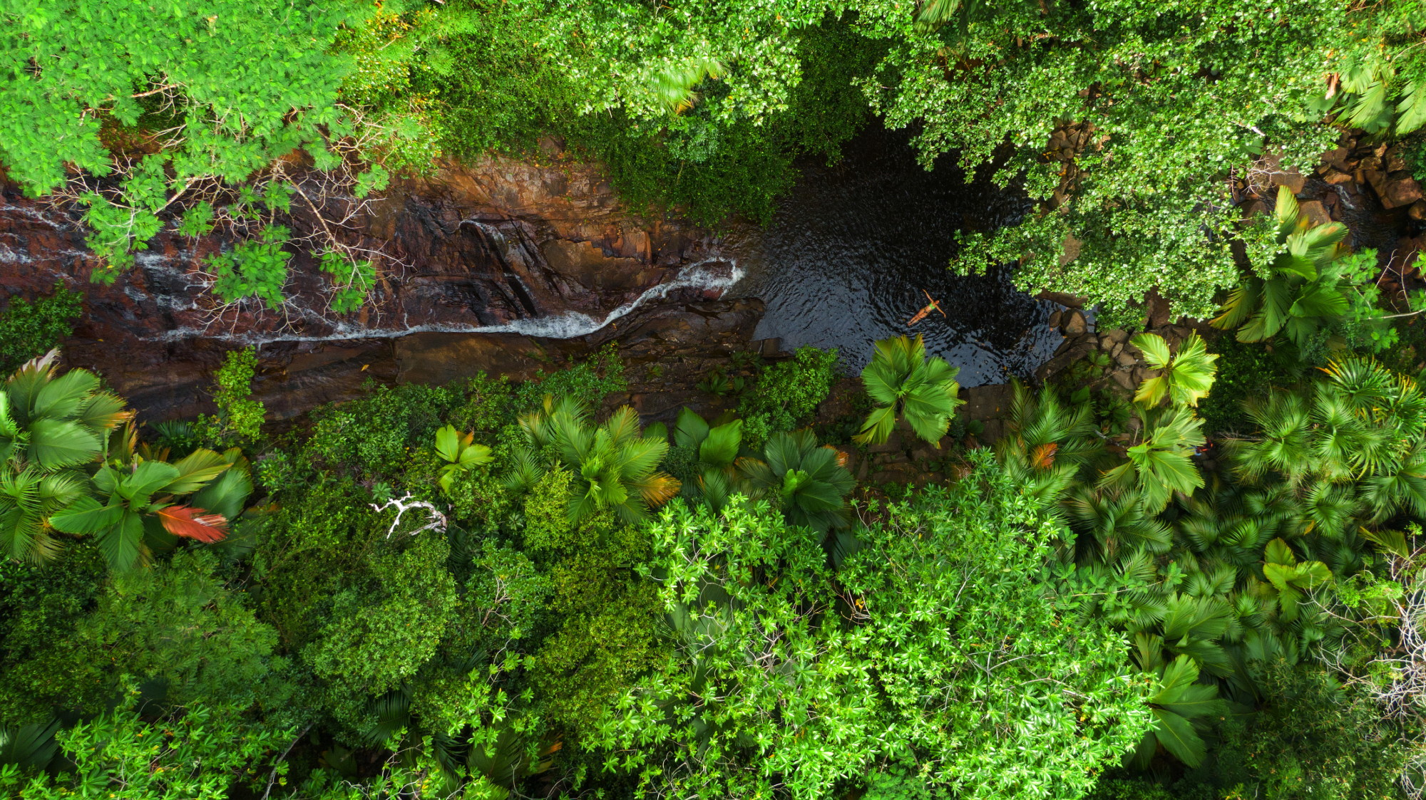 Leafy green rainforest National Park with waterfall
