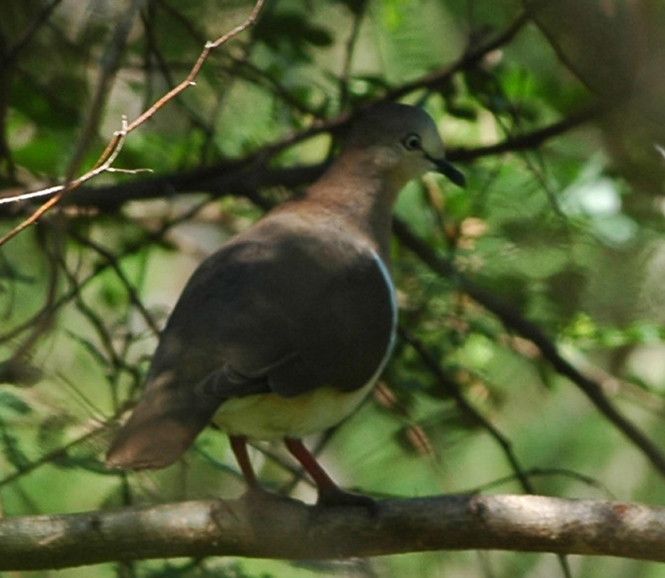 Close up of a Grenada Dove sitting in a tree