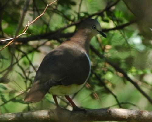 Close up of a Grenada Dove sitting in a tree