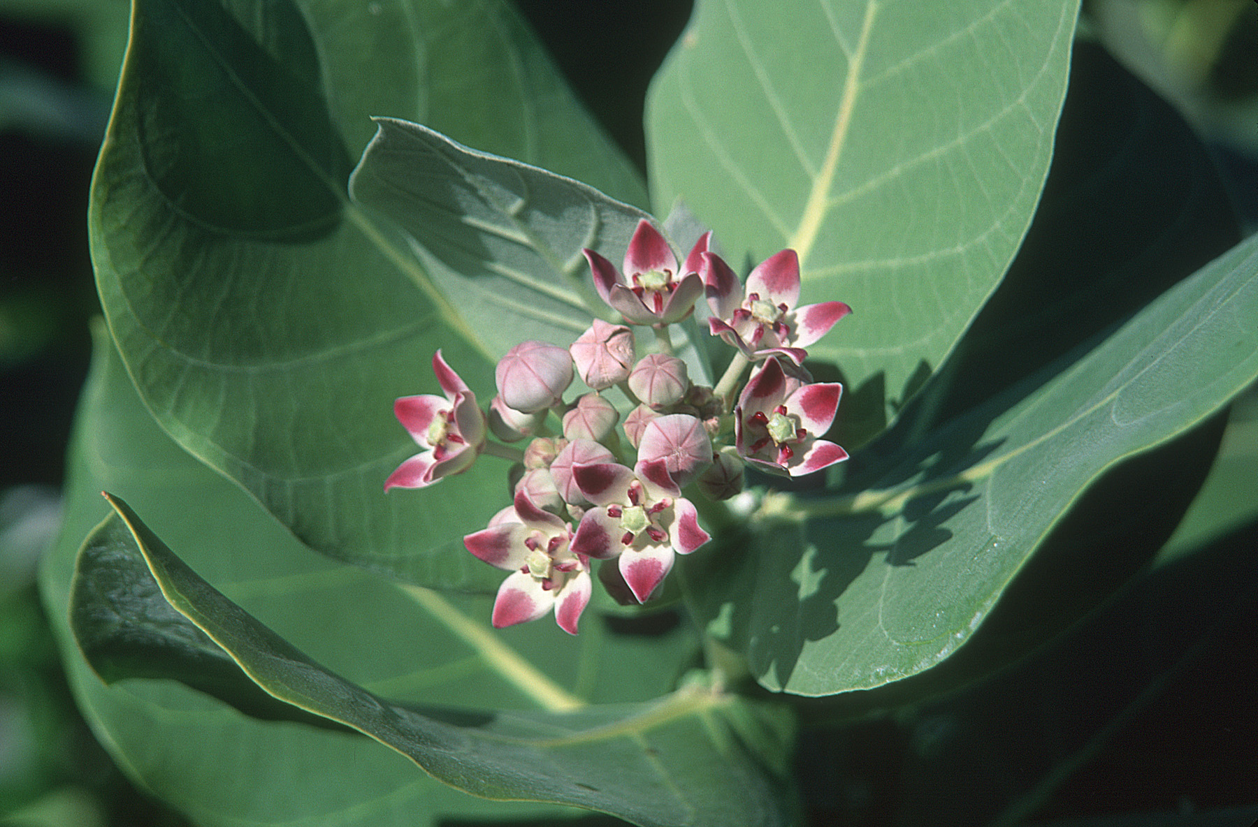 Close up of plant with small pink flowers
