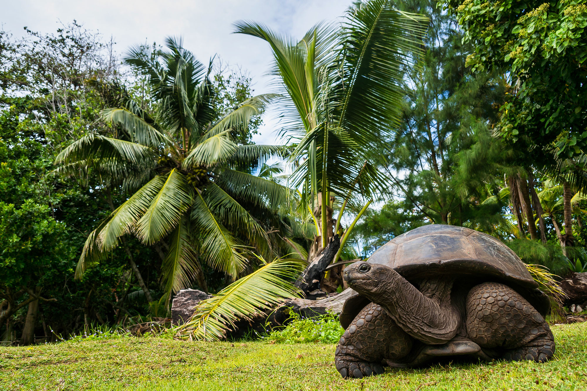 Aldabra Giant Tortoise on the grass underneath tropical palm plants