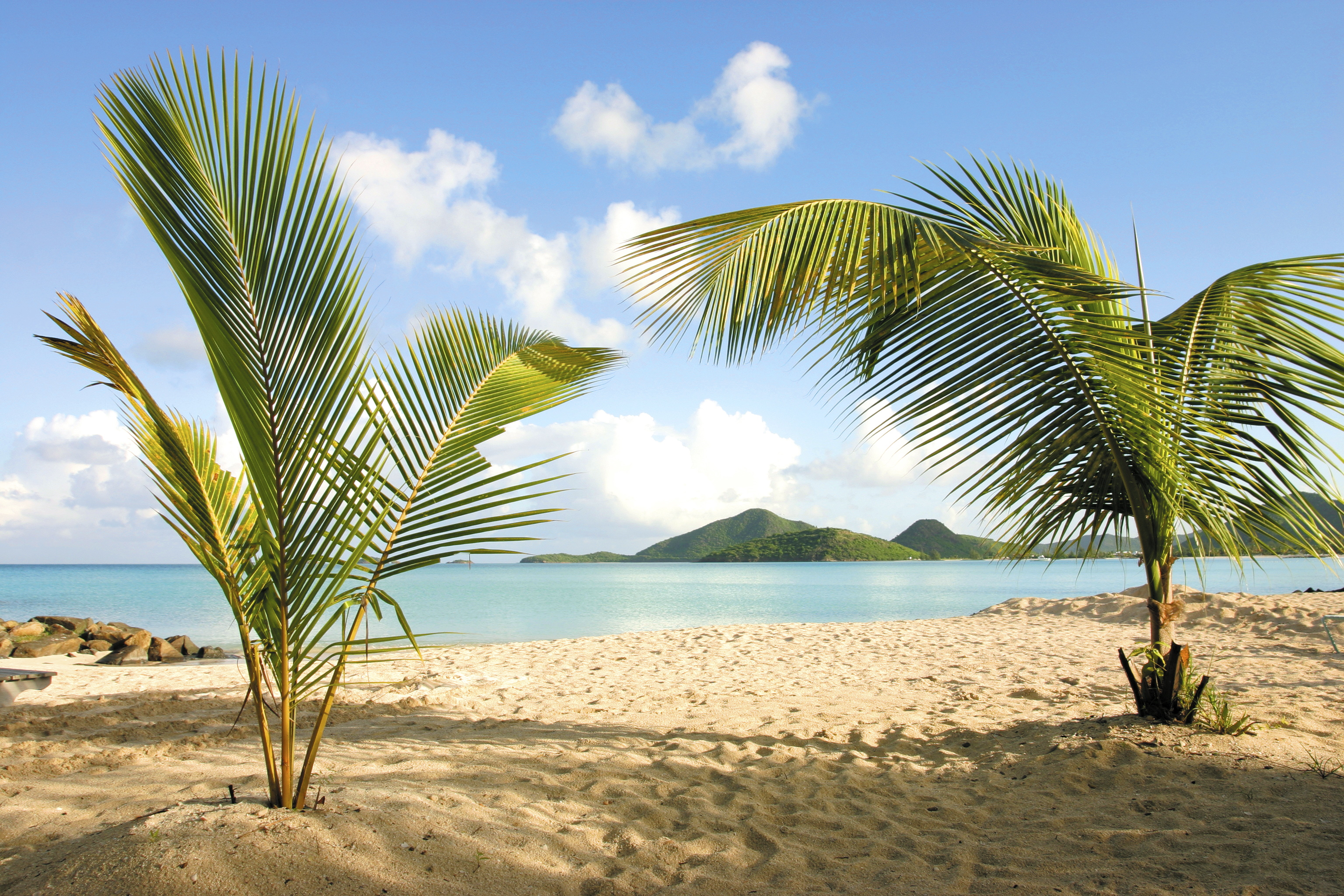 Small palms on golden sand beach at Jolly Beach
