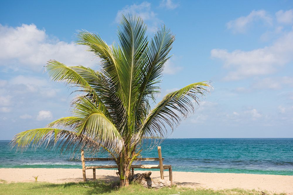 Large palm next to a wooden bench