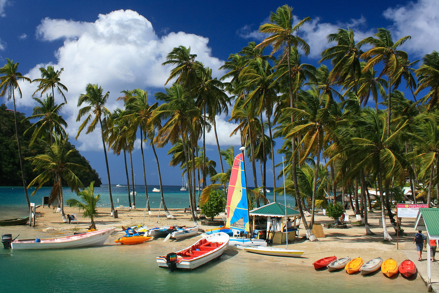 Boats and kayaks lined up on a tropical beach with tall palm trees