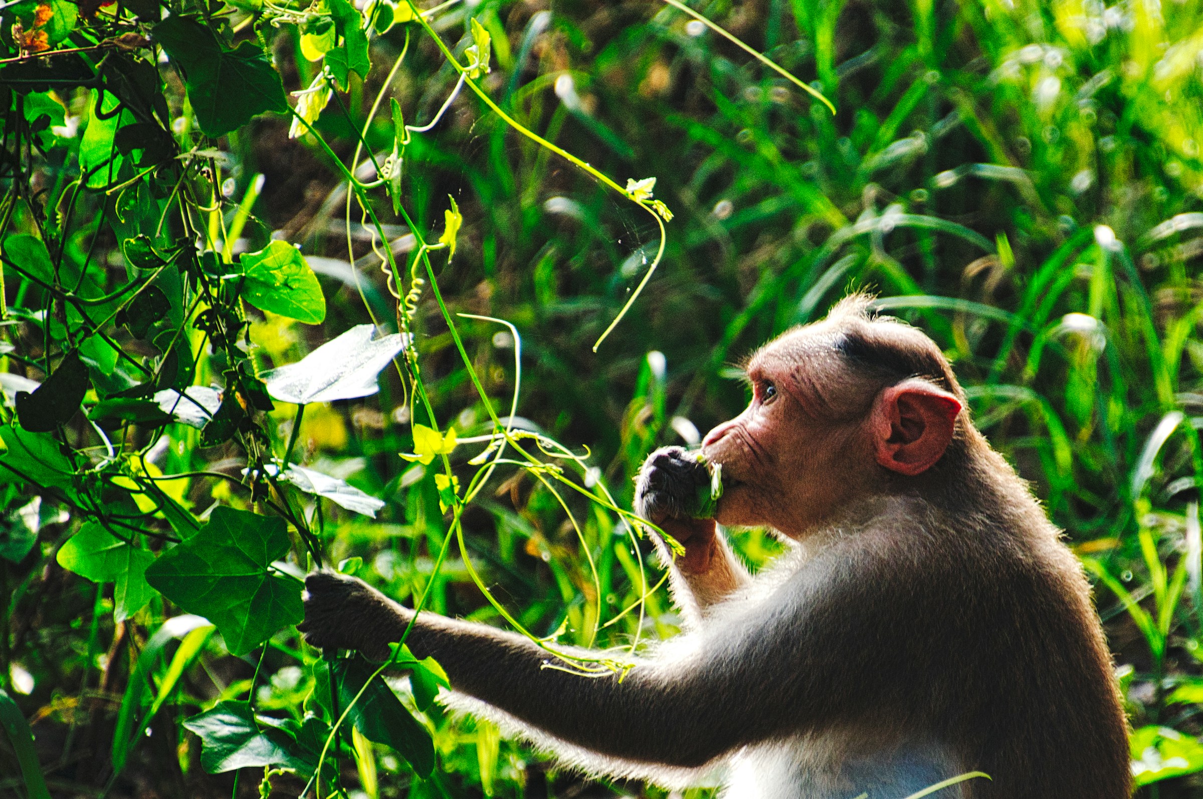 A monkey foraging leaves from vines