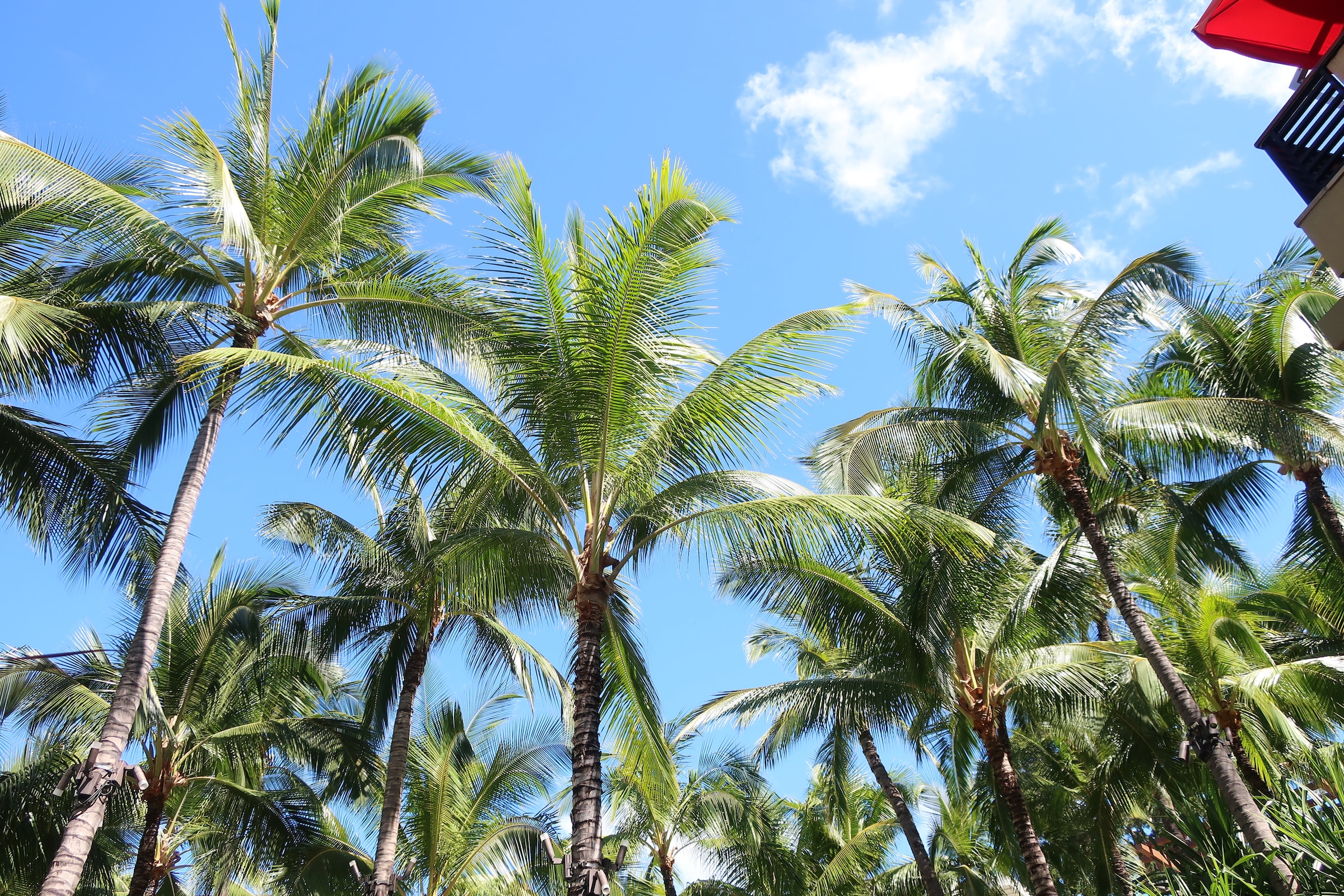 Vivid-green palm trees