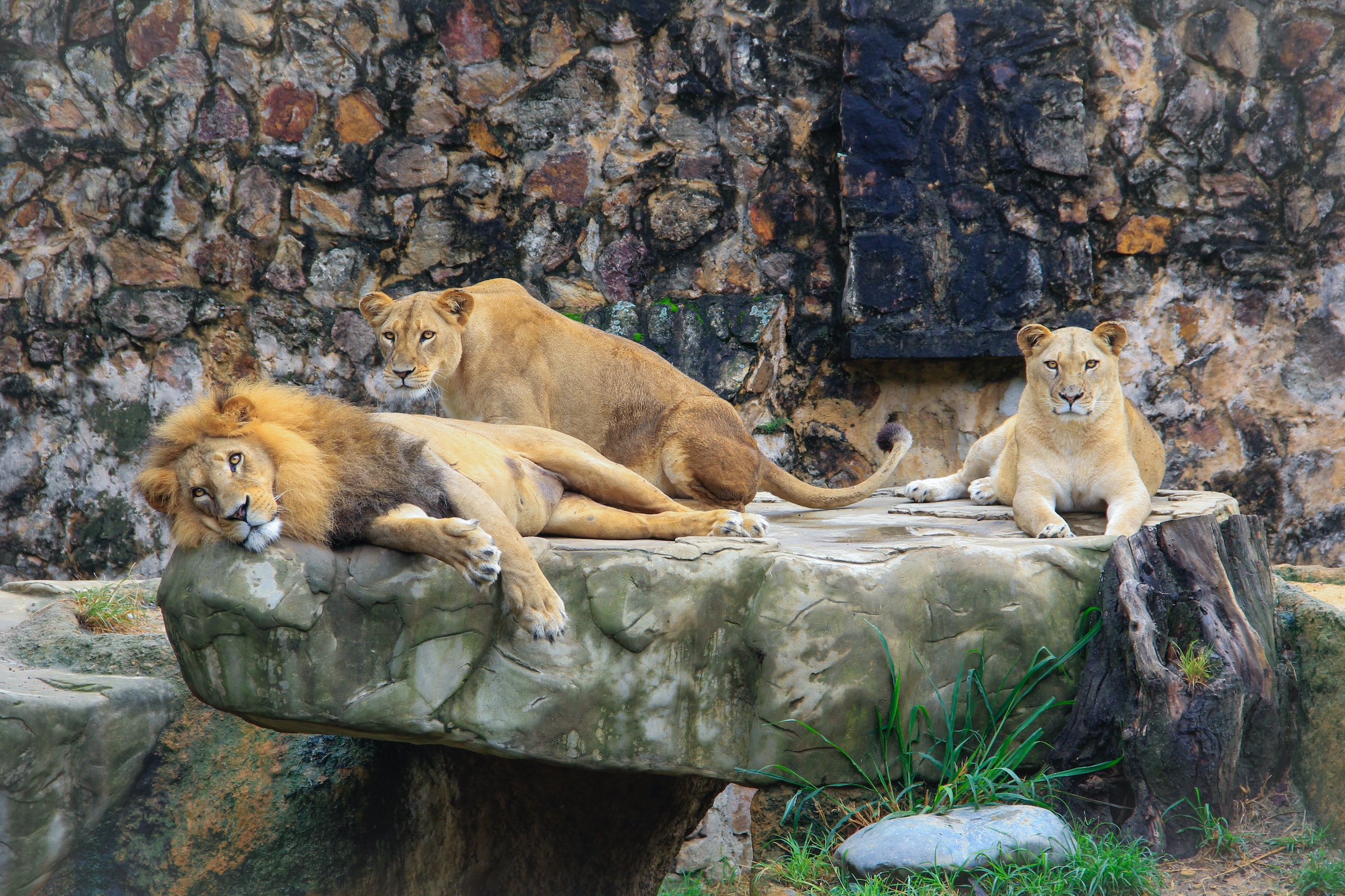 Lions den resting on a rock