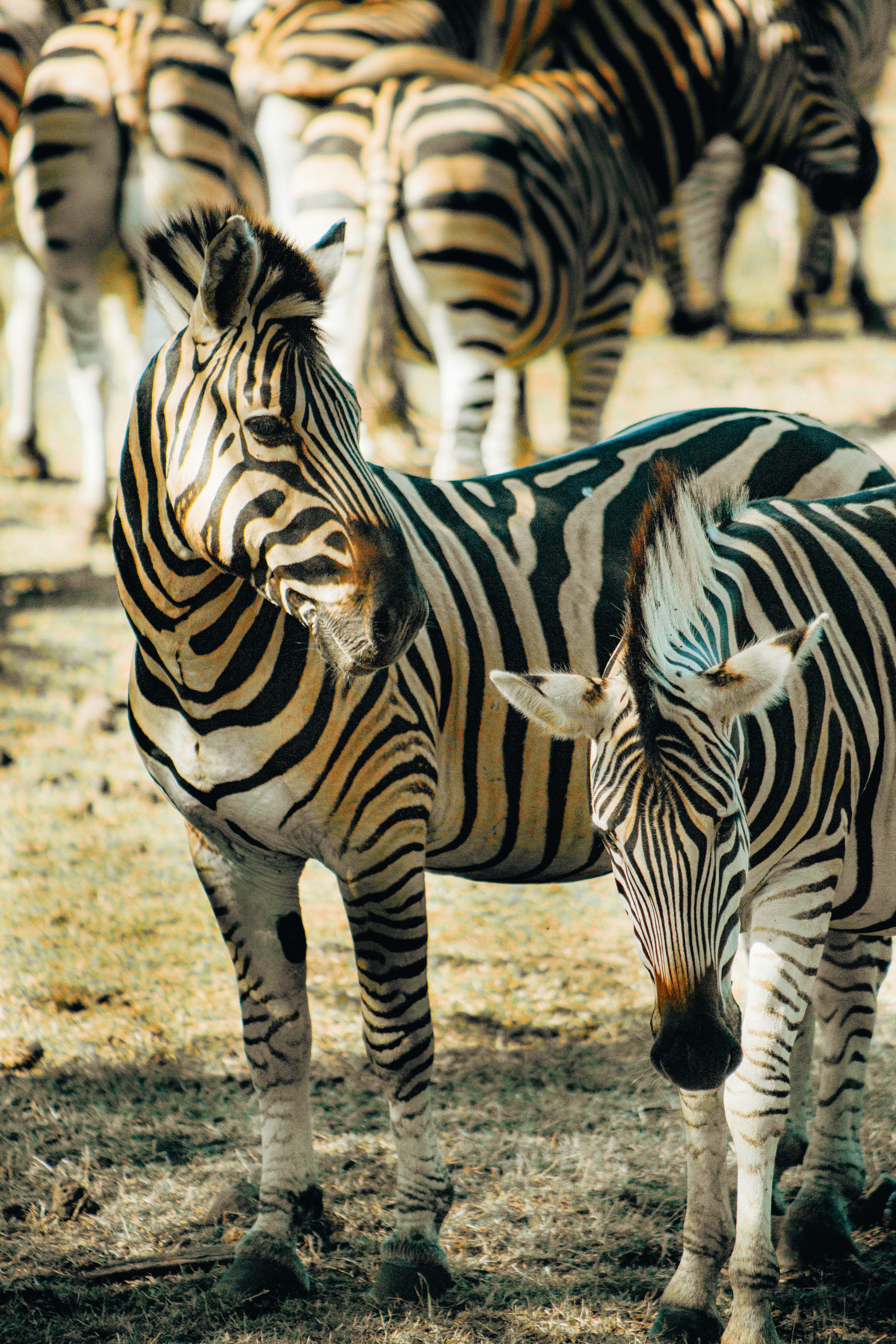 Zebras at Casela Nature Reserve Park
