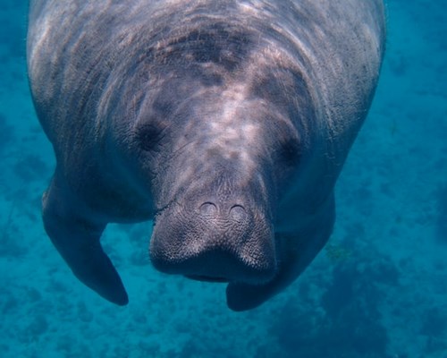 Close up of a manatee in water