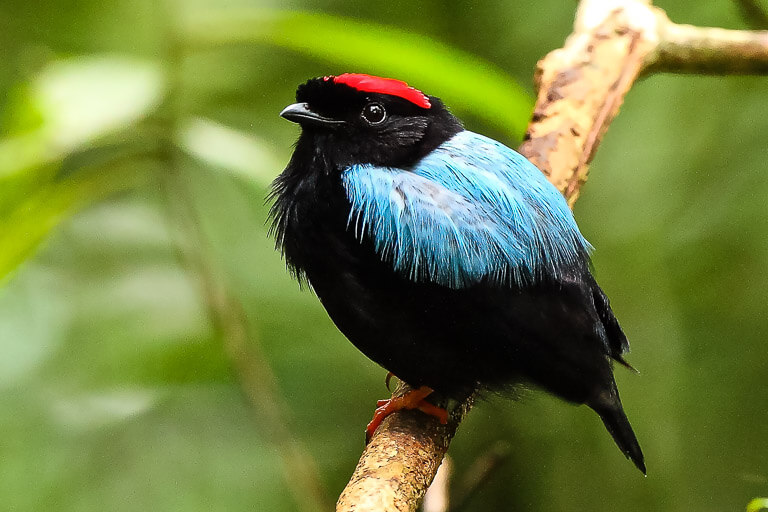 Blue backed manikin bird in Tobago