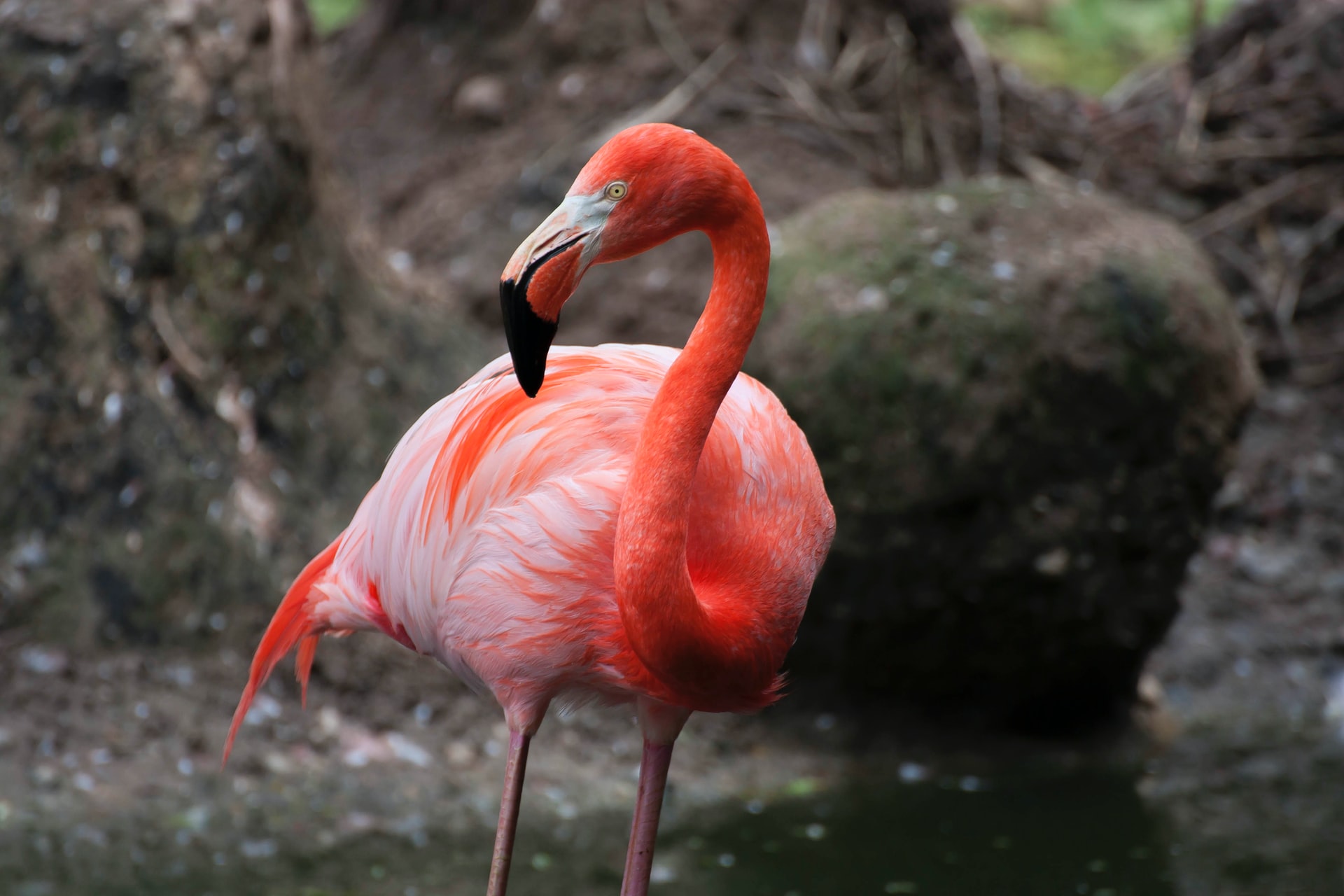 Pink flamingo standing in dark water 