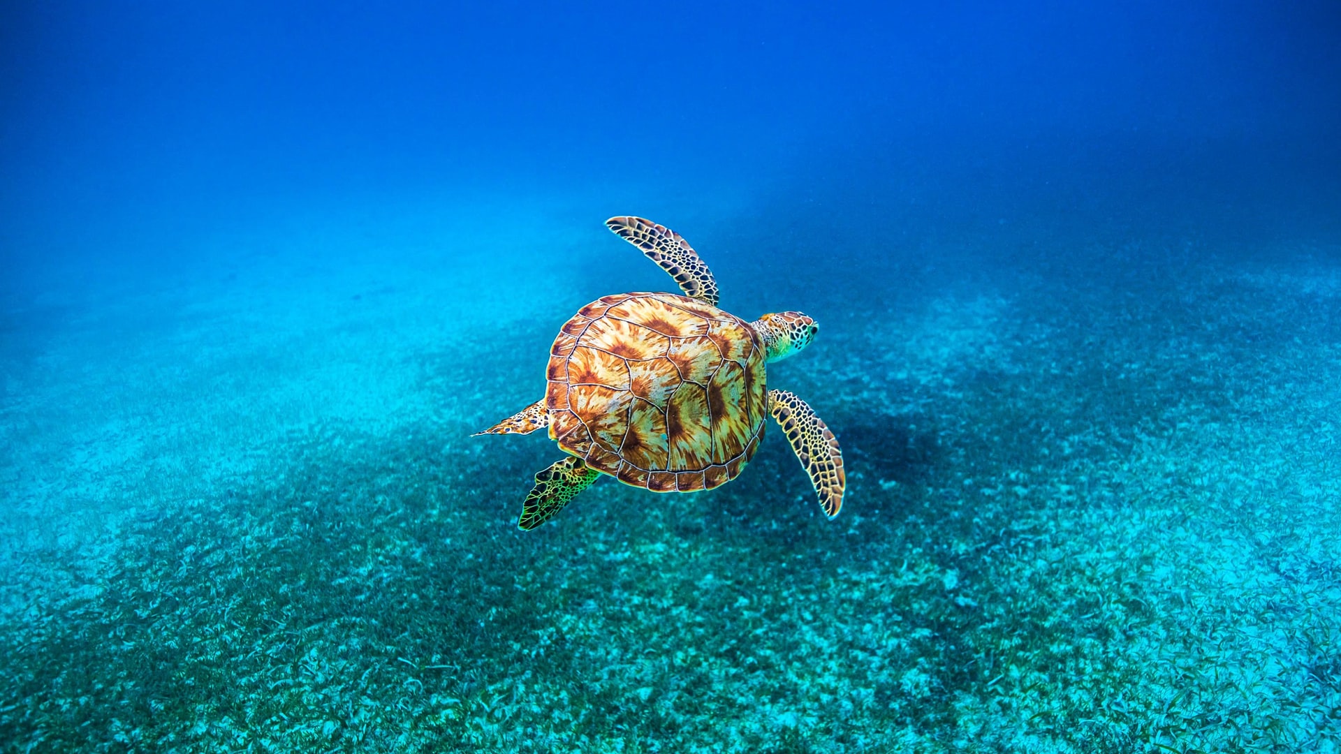 Large turtle swimming in tropical sea