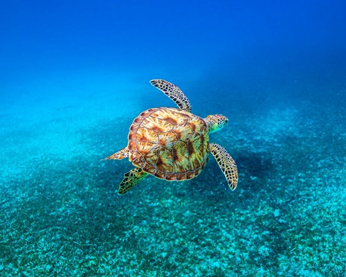 Large turtle swimming in tropical sea